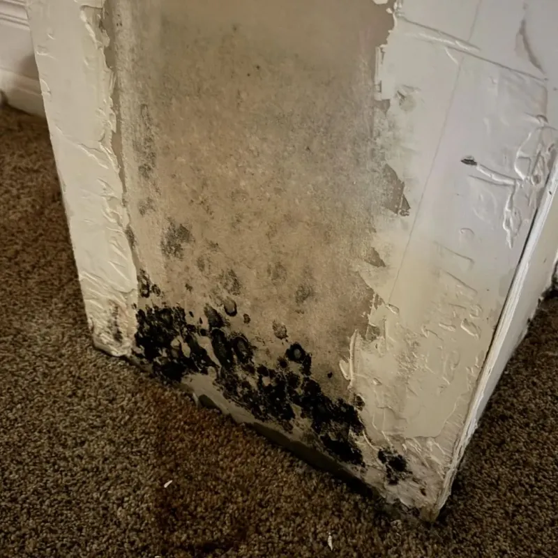 Professional Mold Removal in Bethel, NC
